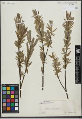 Foto von Salix viminalis L.